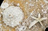 Abatocrinus (Crinoid) & Evactinopora (Bryozoan) - Missouri #44139-1